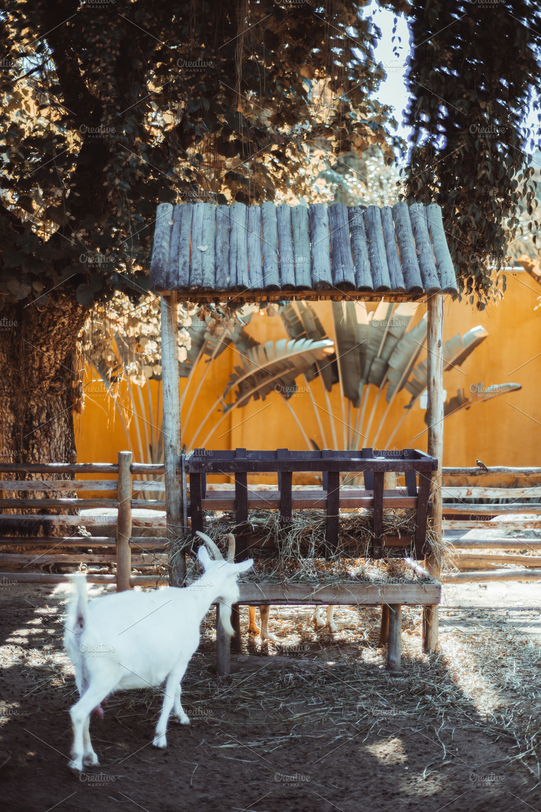 Goat at rustic feeder, an Animal Photo by SkyNext