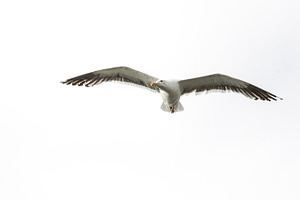 Solo Seagull