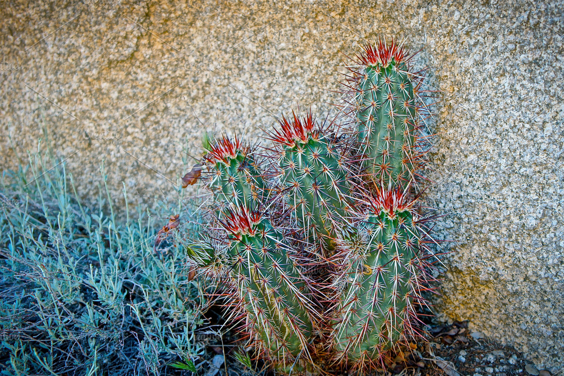 Shaded Cactus