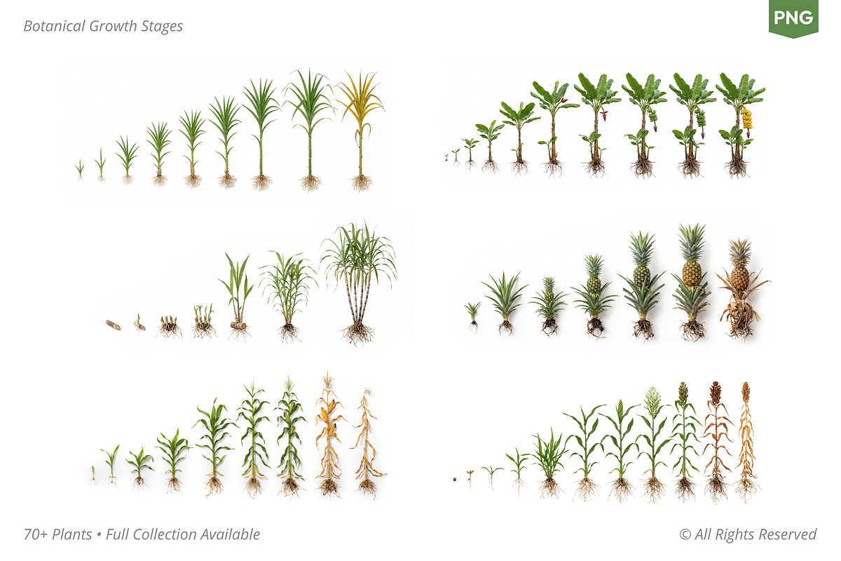 PLANT GROWTH CYCLE COLLECTION, a Nature Photo by Ilia Design (Photo 4 of 8)