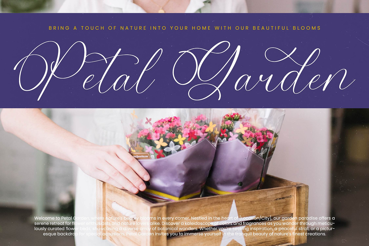 Belati Sophia Modern Beauty Script preview 7