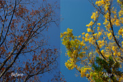 Autumn Adobe Lightroom Presets, an Action Add-On by Goat presets (Thumbnail 2 of 4)