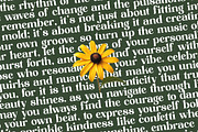 Shine Dailys Groovy Serif Font, a Serif Font by timelesstype.co (Thumbnail 15 of 20)