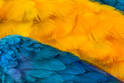 Plumage Atelier. Procreate Brushes, a Brush Add-On by Eldar Zakirov's (Thumbnail 6 of 25)