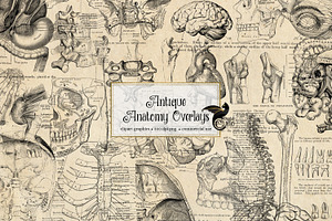 Antique Anatomy Overlays