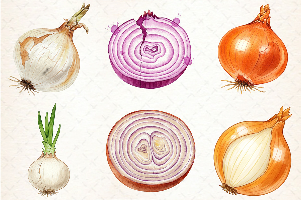Watercolor Onion Clipart, an Illustration by Libby Wishes (Photo 4 of 6)