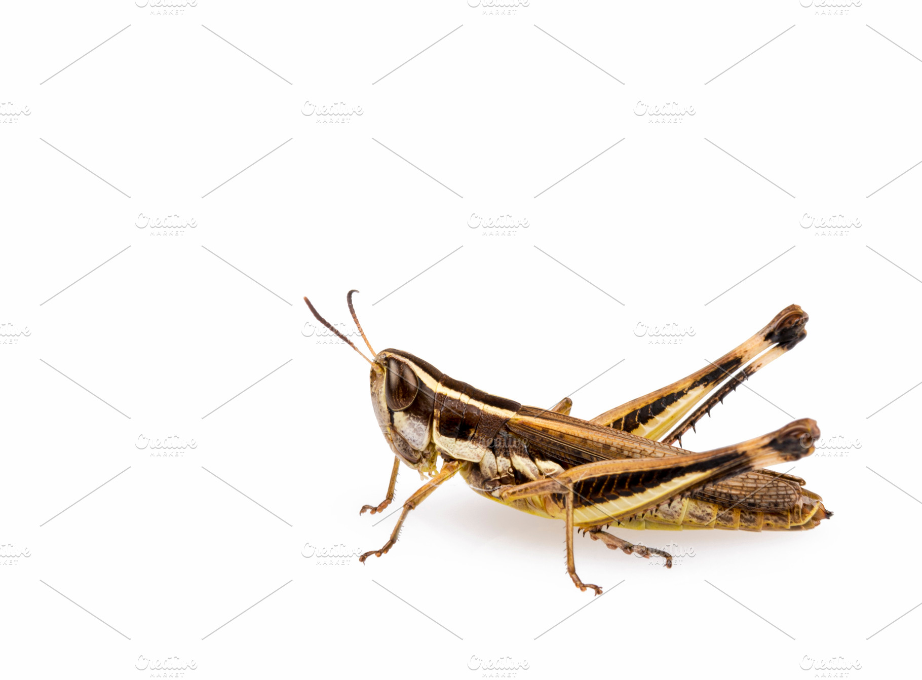 Grasshopper, an Animal Photo by THP Creative