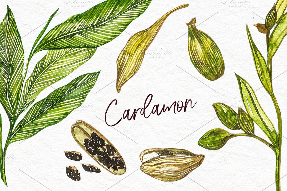 Star anise, Cinnamon, Cardamon, a Food Illustration by Ann Astro (Photo 4 of 6)