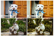Lovely Pets Lightroom Presets, an Action Add-On by DreamColor (Thumbnail 9 of 10)