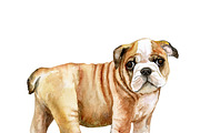 Watercolor Dogs Mega Big Bundle, an Illustration by Dneprstock (Thumbnail 25 of 60)