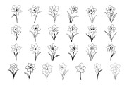50 Daffodil Flowers Procreate Stamps, a Brush Add-On by Procreate Sale (Thumbnail 5 of 6)