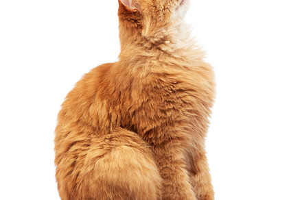 Adult fluffy red cat sits sideways stock photo containing red and cat, an Animal Photo by ndanko