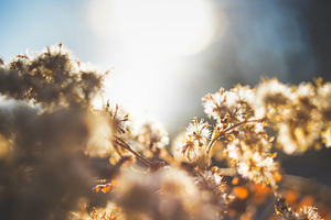 Winter flowers - Morning, sunrise