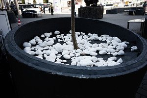 Urban decor with white pebbles surrounding a tree in a large container, a Photo by AS photostudio