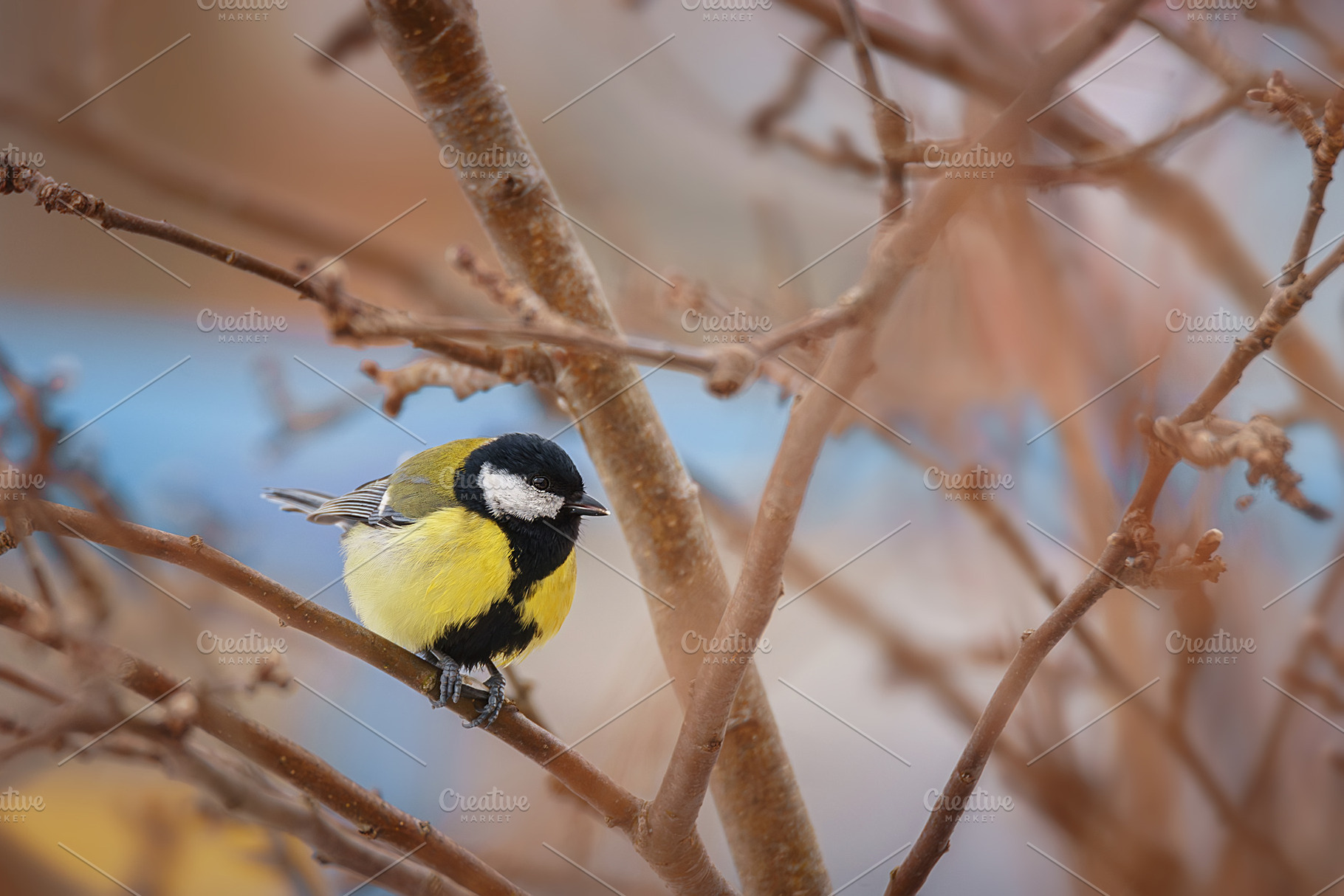 The great tit sitting on tree branch, an Animal Photo by AlexBush