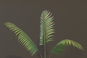 A small palm bush, a Plants & Tree 3D Model by FuturePastCreatives (Thumbnail 3 of 5)