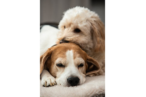 Maltipoo Puppy Resting its Head on a