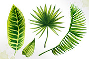 Tropical leaves. Watercolor vector., an Illustration by AlexGreenArt (Thumbnail 3 of 5)