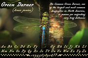 Bonnycastle, a Font by Three Islands Press (Thumbnail 5 of 5)