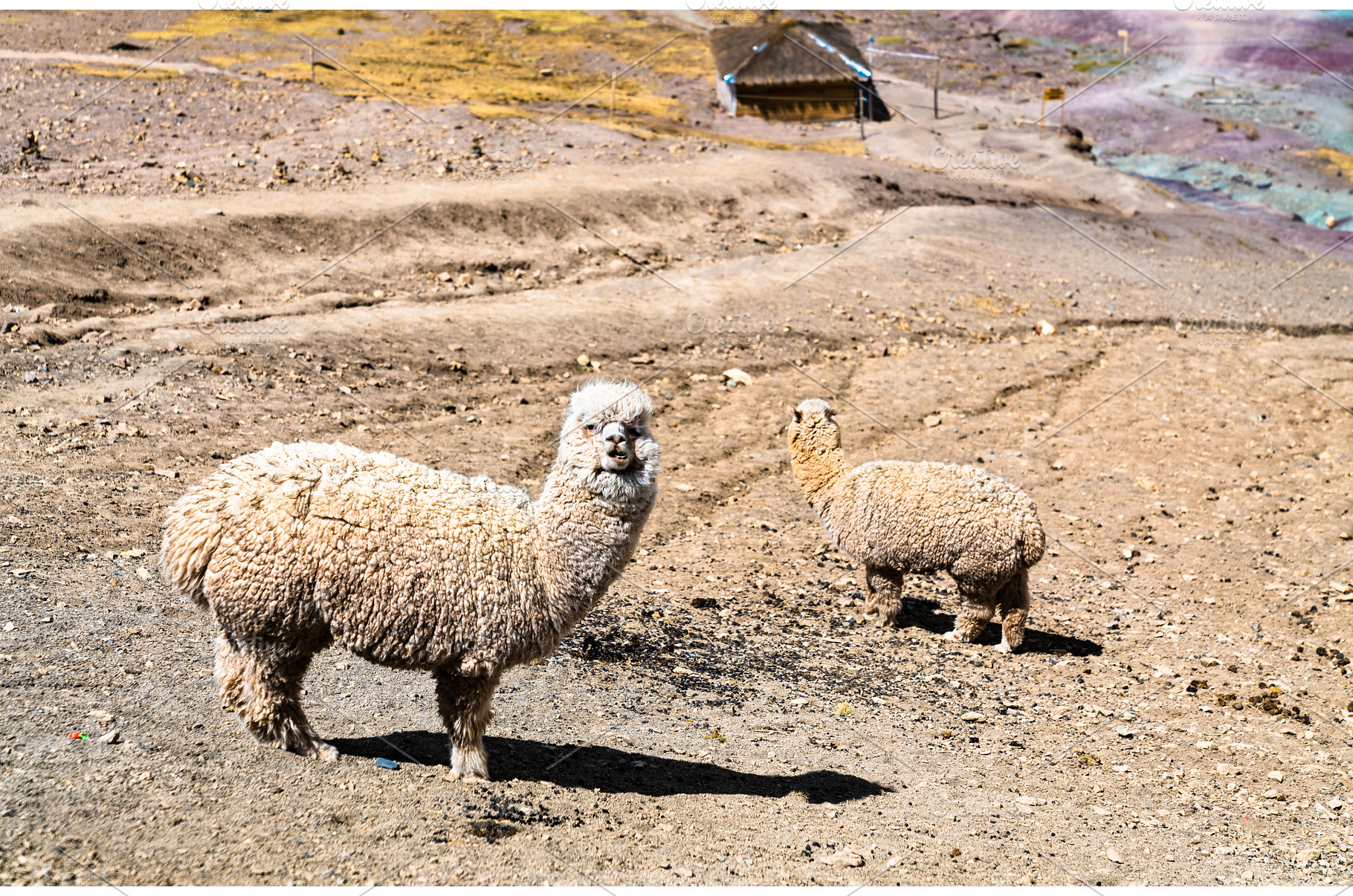 Alpacas at Vinicunca rainbow, an Animal Photo by Leonid Andronov