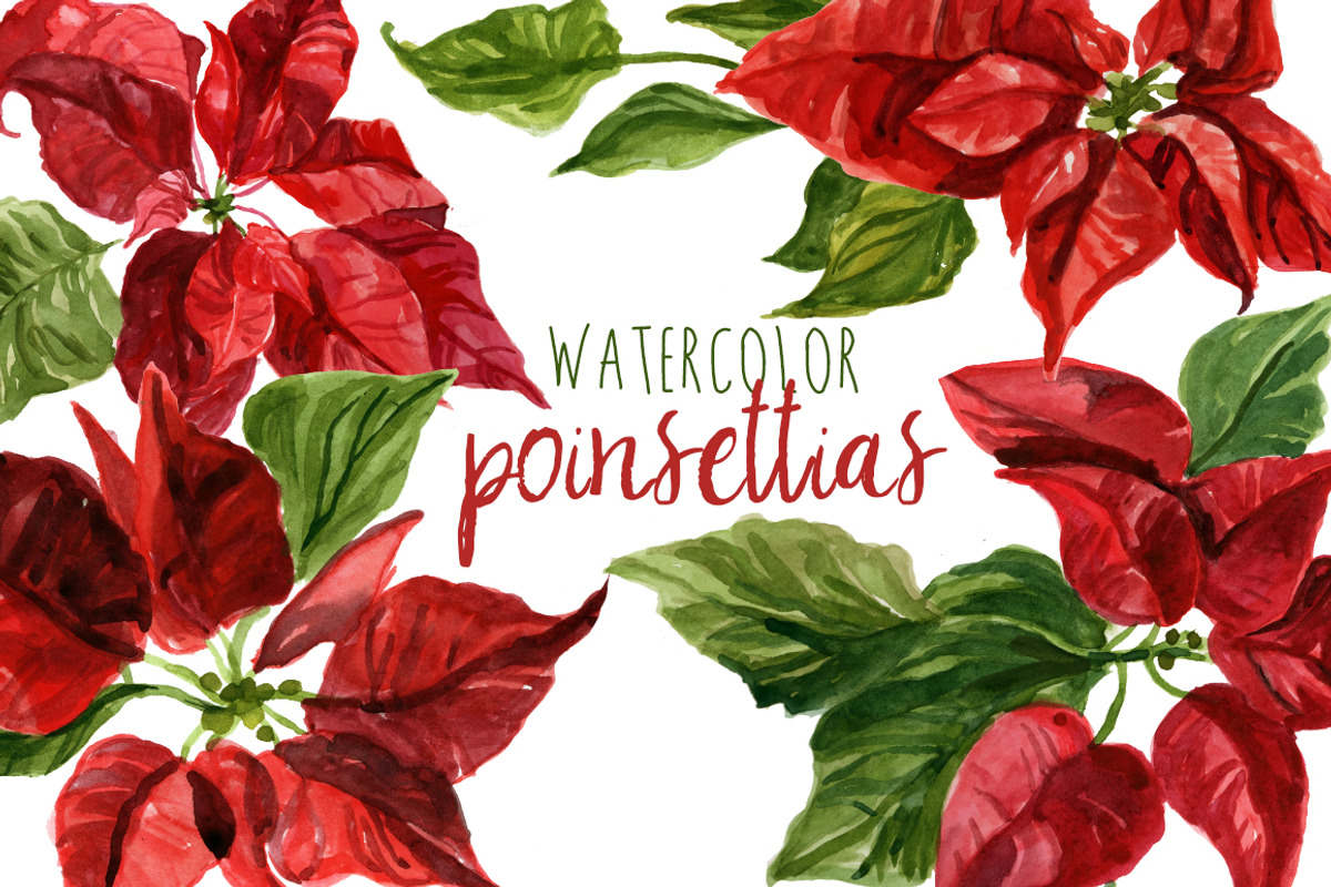 Watercolor Poinsettias, an Illustration by Digital Press Creation