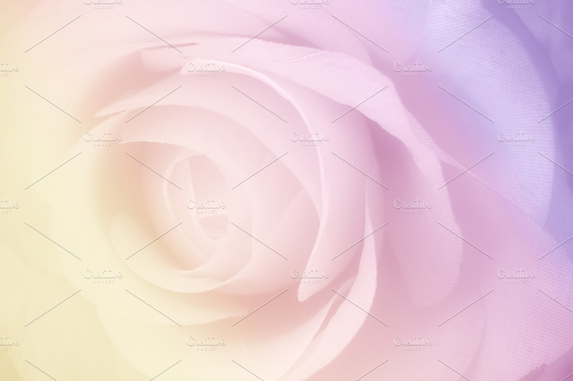 Sweet rose stock photo containing abstract and aroma, a Nature Photo by ppattyma