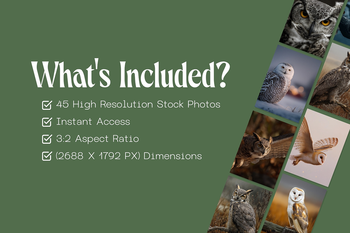 45 Majestic Owl Stock Photos, an Animal Photo by Incomelion (Photo 9 of 13)
