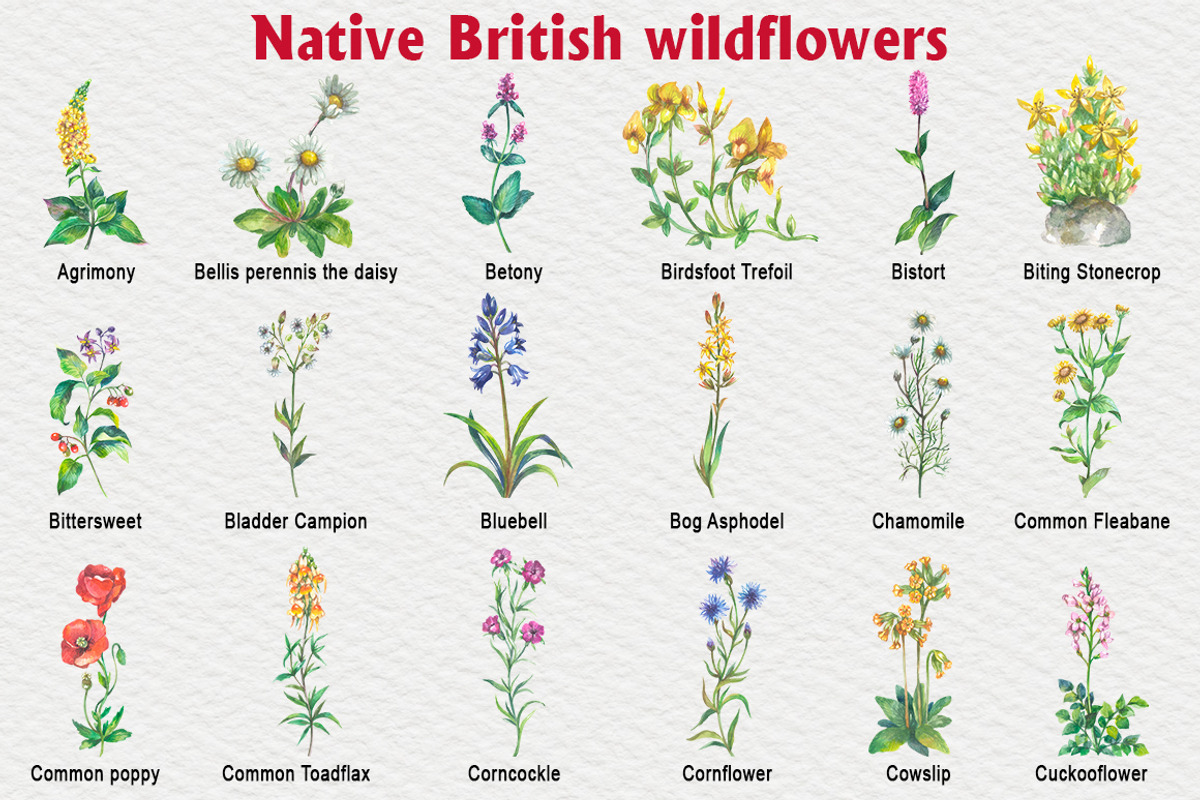 Native British wildflower watercolor, a Decorative Illustration by FITALARTSNEDIGI (Photo 2 of 11)