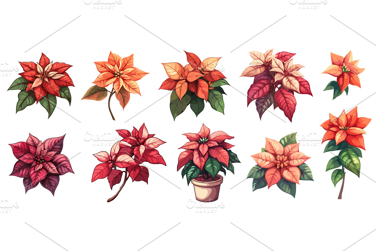 Red poinsettia flower set. Christmas, an Object Illustration by Valerie Bodnar