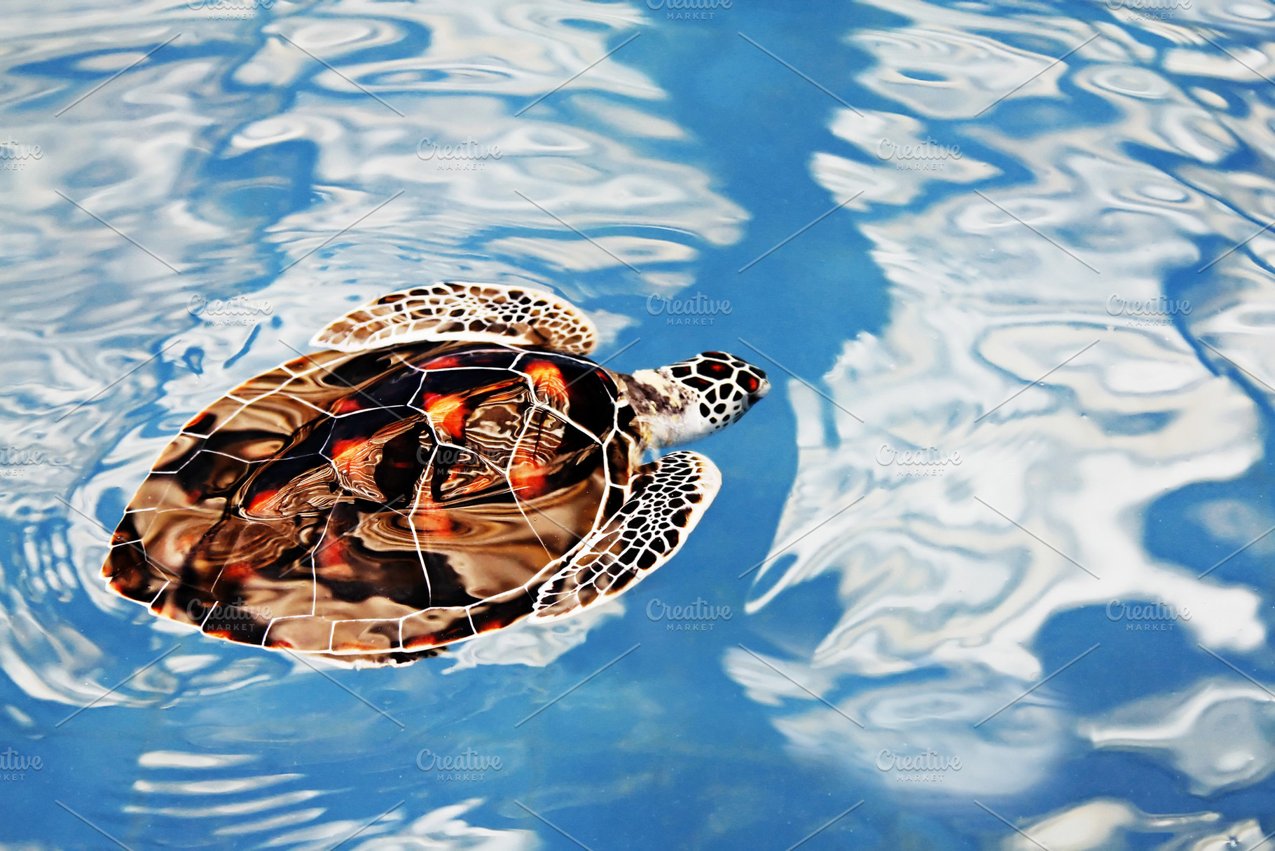 Turtle swimming, a Photo by saiko3p