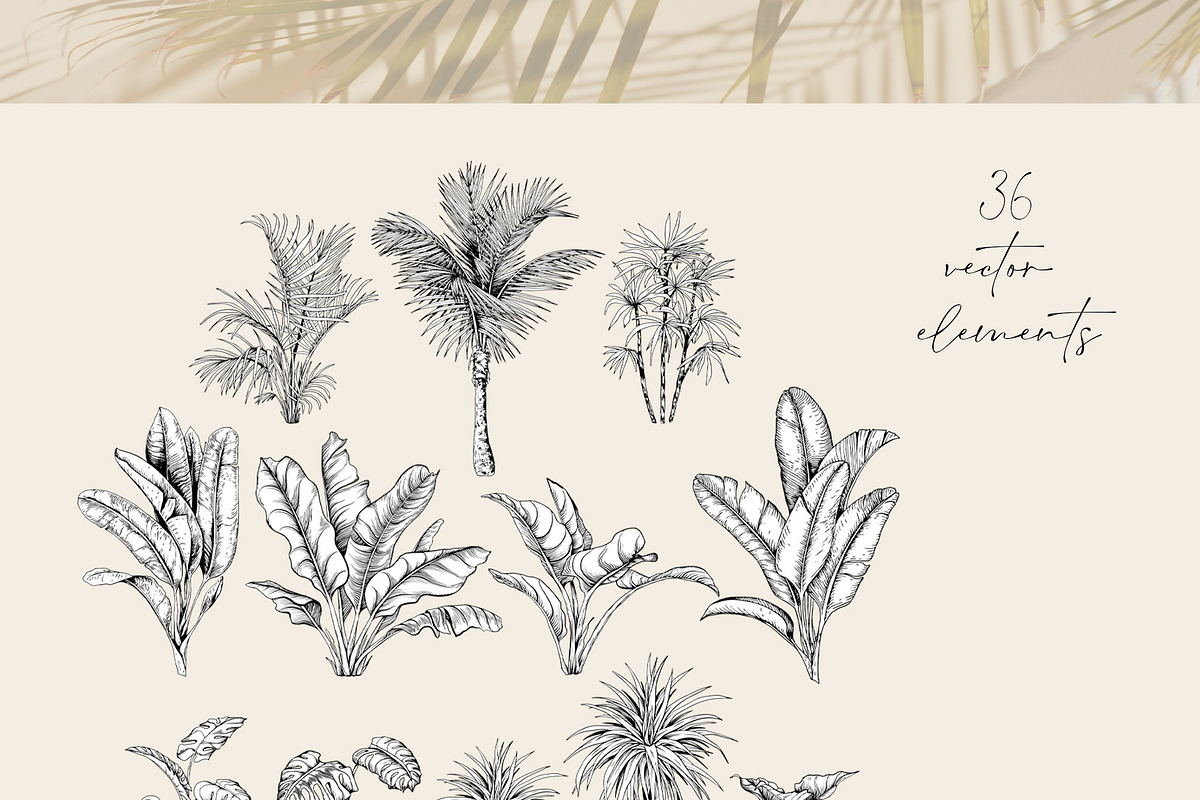 Tropical black& white plants, a Decorative Illustration by Jeanna Draw (Photo 6 of 17)