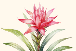 Floral Exotic Clipart Guzmania