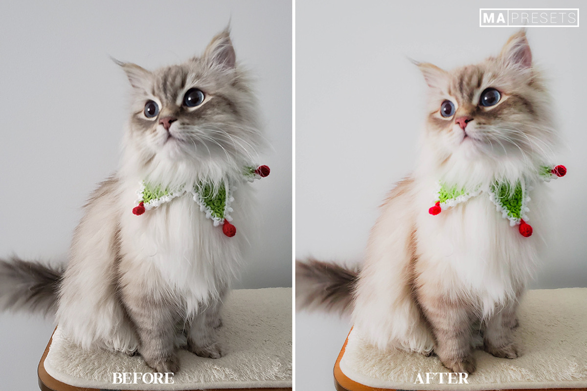10 CAT Lightroom Presets, a Preset Add-On by MaPresets (Photo 13 of 15)