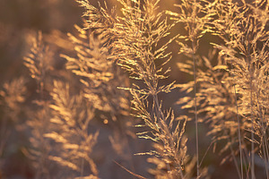Golden hour ii stock photo containing golden hour and photo