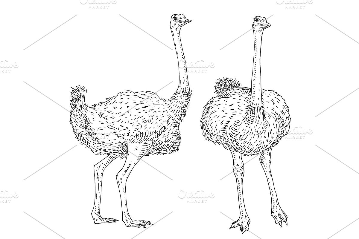 Standing ostrich. Front and side, an Animal Illustration by MoreVector