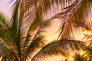Sunset On Beach Palm Fronds, a Background Photo by THP Creative