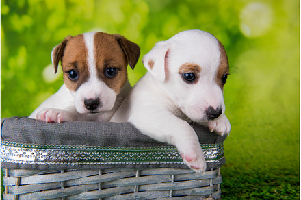 Two cute jack russell terrier, an Animal Photo by COLORFUL