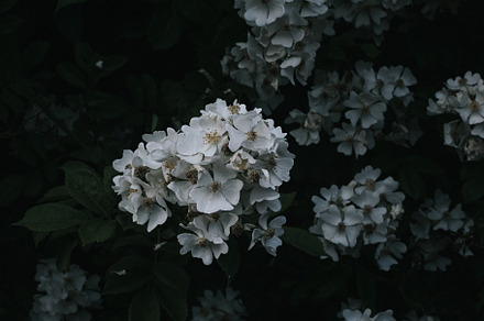 Dark Flowers, a Nature Photo by It's By Mari