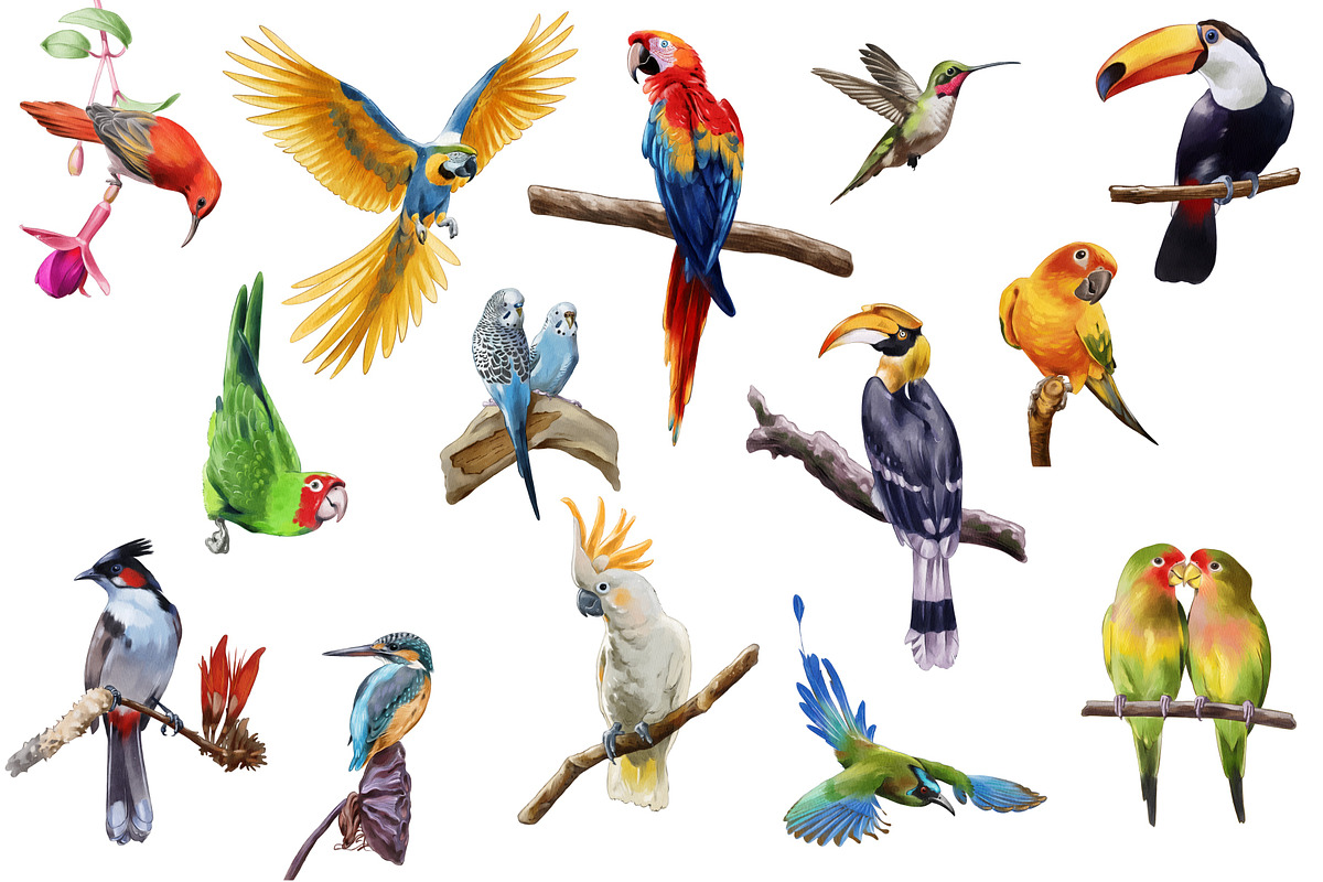 Watercolor tropical birds, an Illustration by IrynaPanashii (Photo 2 of 11)