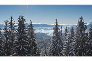 Aerial view of snow covered pine, a Nature Photo by Goinyk