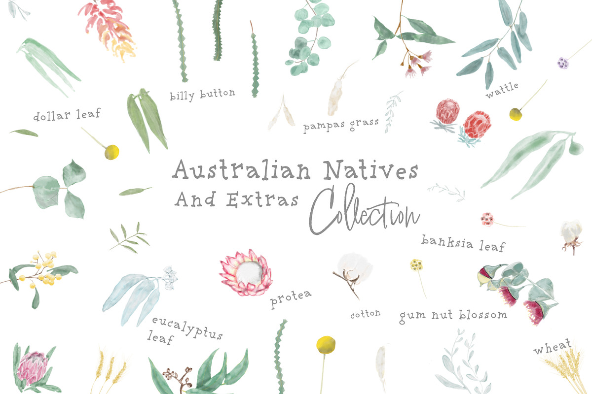 Australian Natives Watercolor, an Illustration by sarahnalder (Photo 4 of 5)