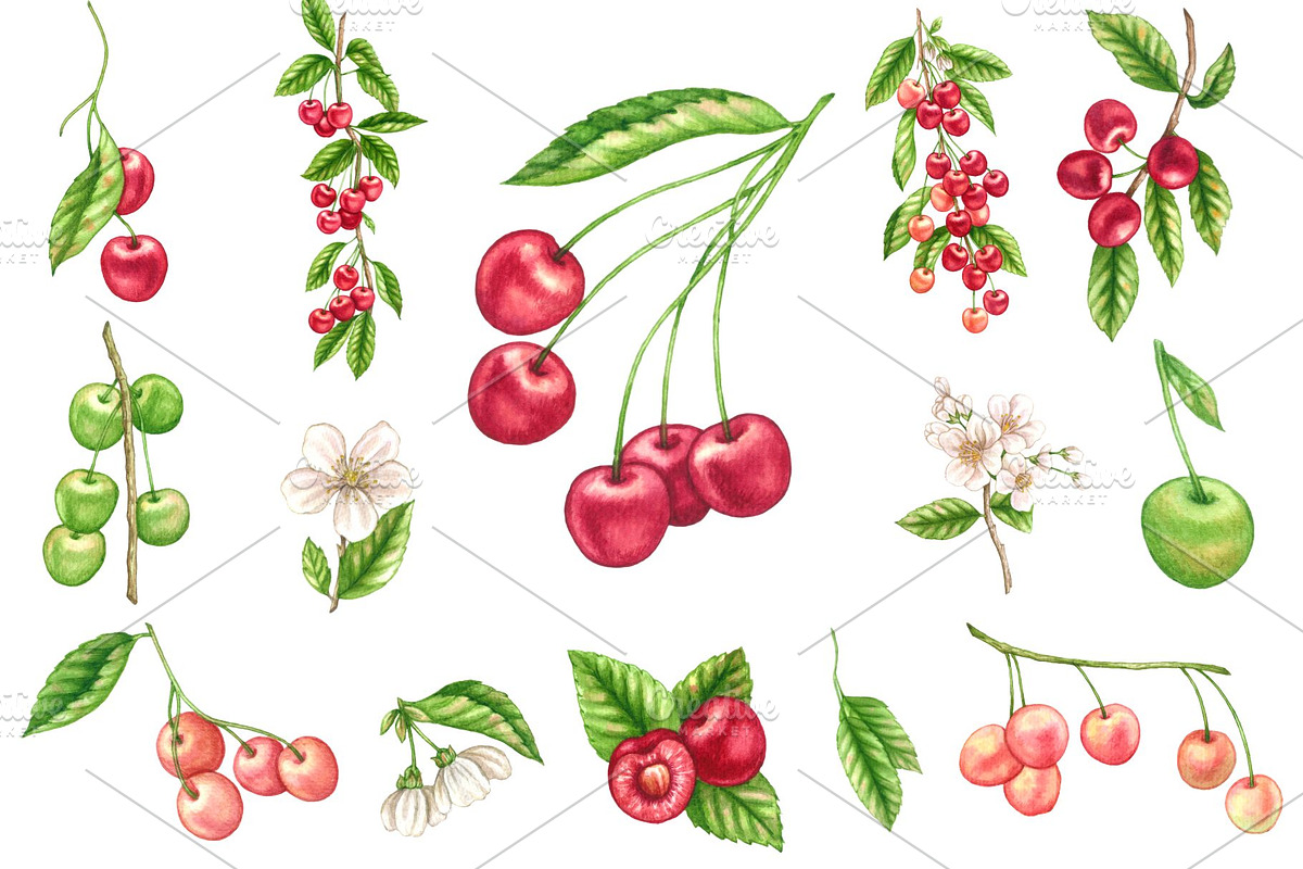 Watercolor Cherry Elements Clipart, a Food Illustration by Stellalunarts