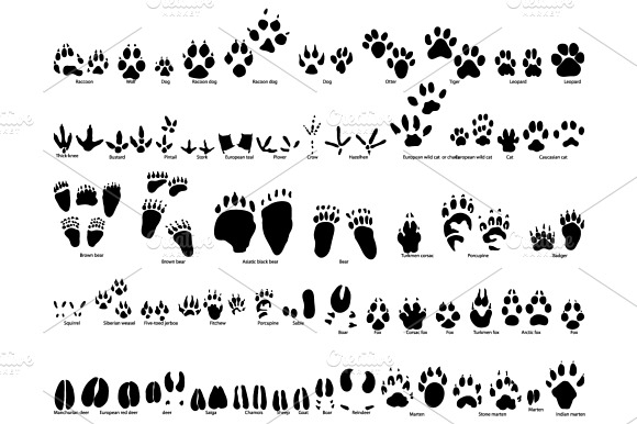 Set Of Animal And Bird Trails