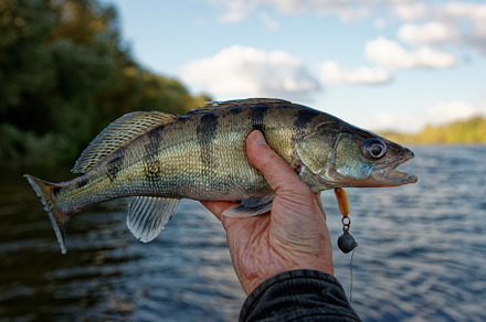 Fisherman holding Volga zander