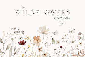 Wildflowers Watercolor Wild Botany