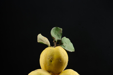 Ripe yellow quince on a wooden board, a Food & Drink Photo by ndanko