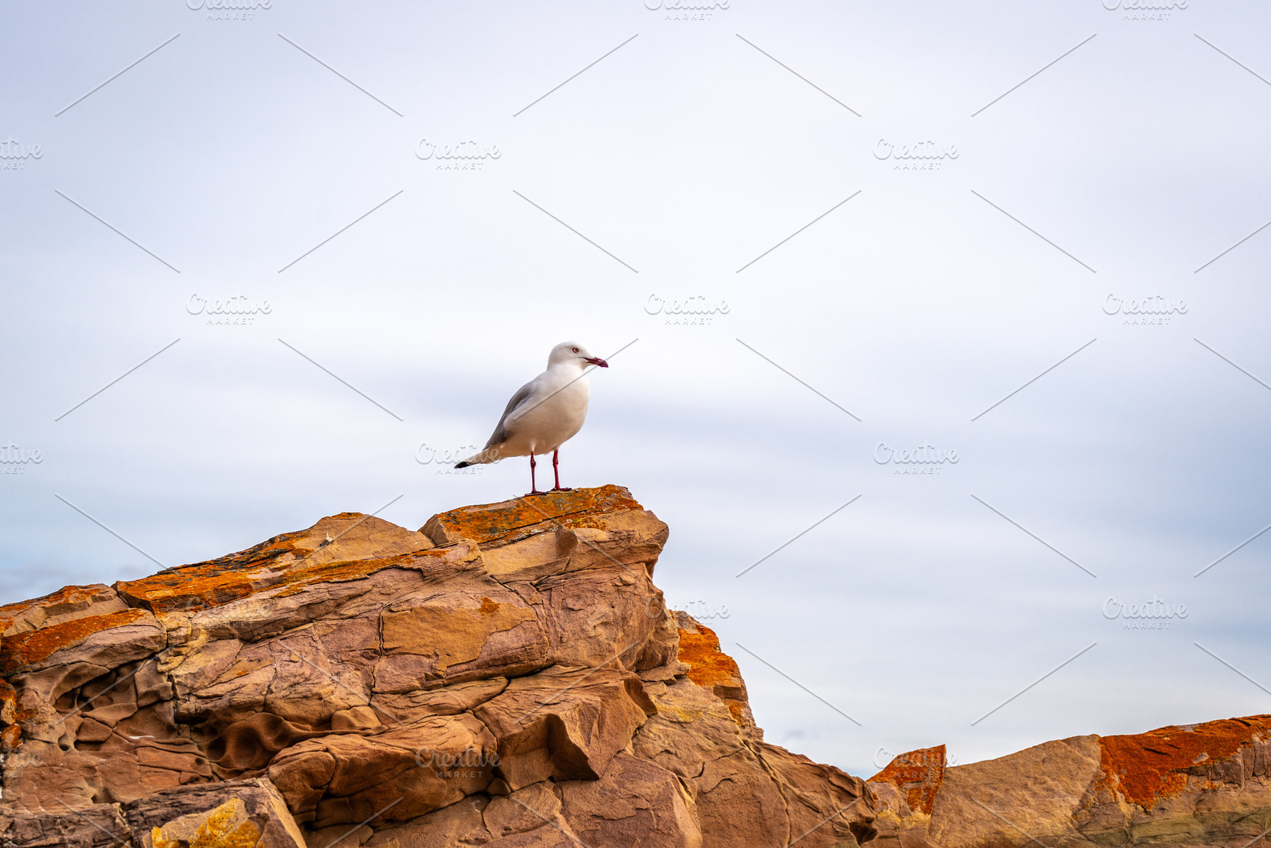Close-up of a seagull on a rock at Stokes Bay Beach, Australia, an Animal Photo by GoodGoods