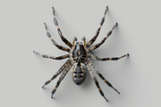143 Spiders, an Animal Photo by Handmadefont (Thumbnail 16 of 16)