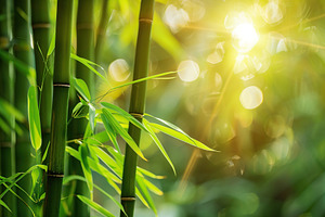 Bamboo stems in forest on sunshine background, a Nature Photo by AlyaAnd
