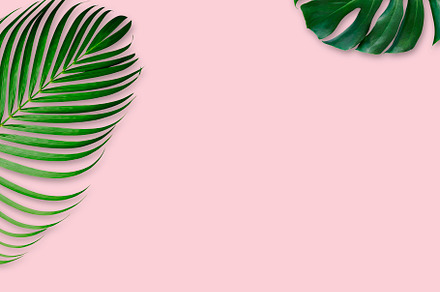 Tropical leaves on pink background stock photo containing idea and creative, a Nature Photo by ArtBackground